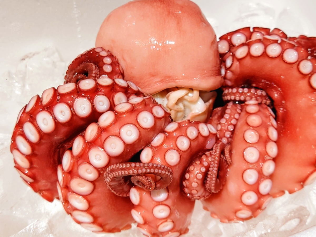 Octopus – Akashi